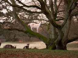 IMGP4315-Klatregeder